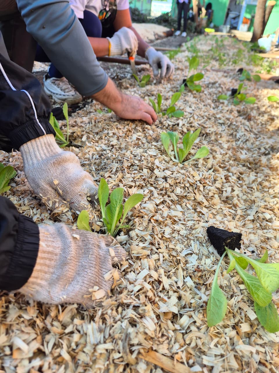 Projeto Plantar implementa Sistema Agroflorestal na EMEJA Anísio Teixeira em Esteio 
