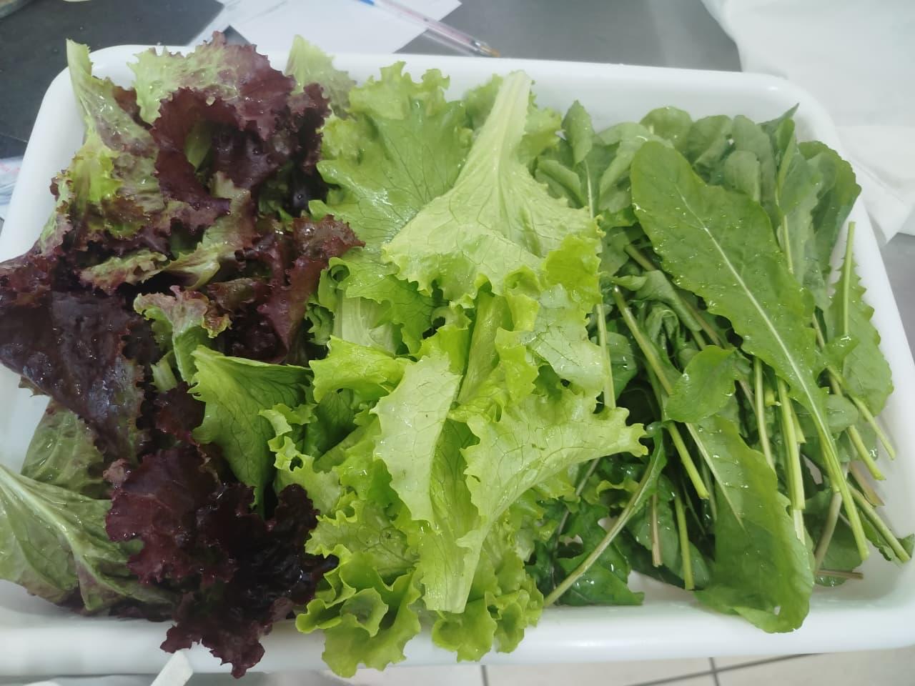 Eixo Plantar transforma pátios escolares em agroflorestas e enriquece merenda de alunos 